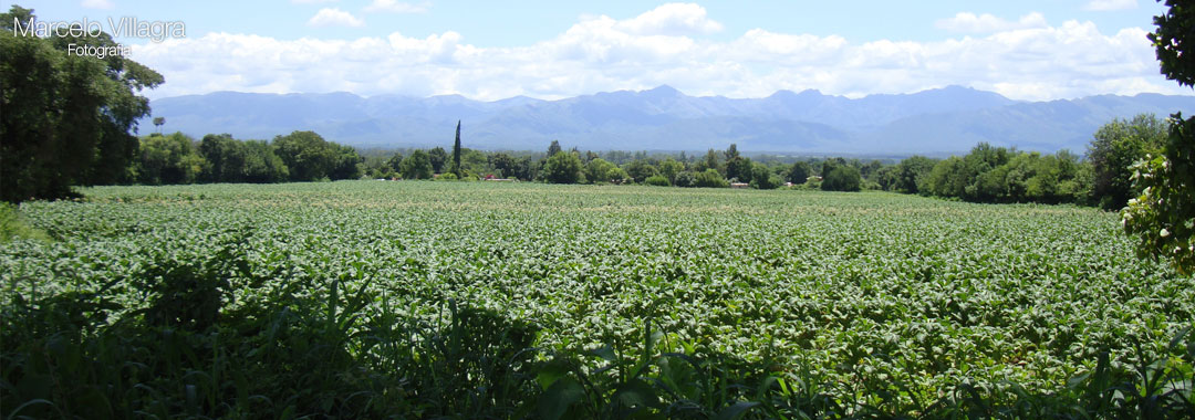 Plantaciones de Tabaco en Chicoana